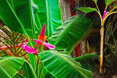 Ornamental banana tree