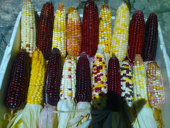 Heirloom colored corn seeds OPV